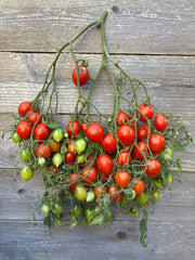 Load image into Gallery viewer, Tomato, 'Bombeta'