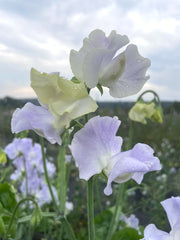 Load image into Gallery viewer, Sweet Pea, 'Cilla'