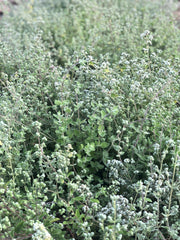 Load image into Gallery viewer, Za'atar Oregano