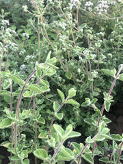 Load image into Gallery viewer, Za'atar Oregano