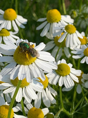 Load image into Gallery viewer, German Chamomile