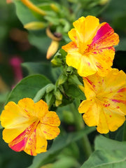 Load image into Gallery viewer, Four O'Clocks, 'Strega'