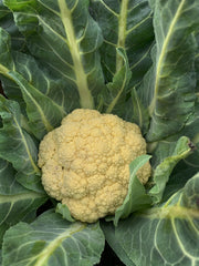 Load image into Gallery viewer, Cauliflower, 'Broccolo di Bassano (il Bonorivo)'