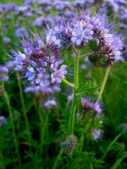 Load image into Gallery viewer, Phacelia, 'Bee's Friend'