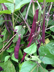 Load image into Gallery viewer, Bean, Bush Snap, 'Blooming Prairie'