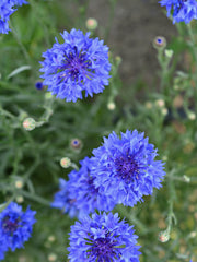 Load image into Gallery viewer, Bachelor's Buttons, 'Florist Blue Boy'
