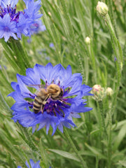 Load image into Gallery viewer, Bachelor's Buttons, 'Florist Blue Boy'