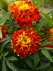 Load image into Gallery viewer, Marigold, 'French Brocade'