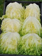 Load image into Gallery viewer, Curly Endive, 'Capriccio'