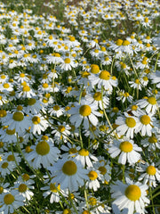 Load image into Gallery viewer, German Chamomile