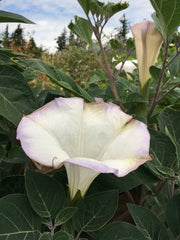 Load image into Gallery viewer, Datura, 'Sacred Datura'
