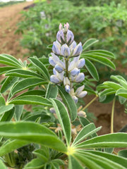 Load image into Gallery viewer, Sweet Lupine, 'Dieta'