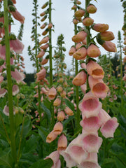Load image into Gallery viewer, Foxglove, 'Apricot Beauty'