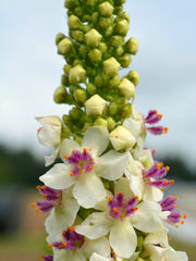 Load image into Gallery viewer, Verbascum, 'Phoenician Mullein'