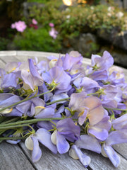 Load image into Gallery viewer, Sweet Pea, 'Kingfisher'