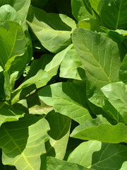 Load image into Gallery viewer, Nicotiana, 'Only the Lonely'