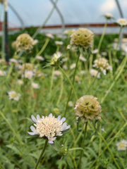 Load image into Gallery viewer, Scabiosa, 'Sternkugel'