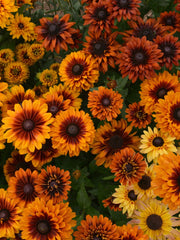 Load image into Gallery viewer, Rudbeckia, 'Autumn Sunset'