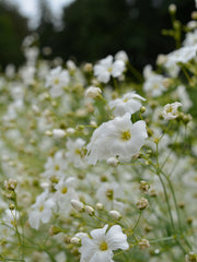 Load image into Gallery viewer, Gypsophila/Baby's Breath, 'Covent Garden'