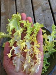 Load image into Gallery viewer, Curly Endive, 'Bellesque'