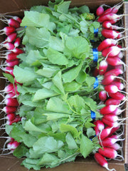 Load image into Gallery viewer, Radish, 'French Breakfast'