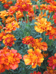 Load image into Gallery viewer, Marigold, 'French Brocade'