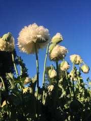 Load image into Gallery viewer, Poppy, Peony, 'Frilled White'