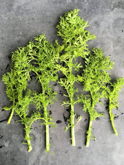 Load image into Gallery viewer, Asian Greens, 'Golden Frills'