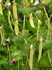 Load image into Gallery viewer, Snow Pea, 'Golden Sweet'