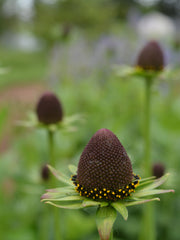 Load image into Gallery viewer, Rudbeckia, 'Green Wizard'