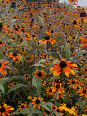 Load image into Gallery viewer, Rudbeckia, 'Prairie Glow'