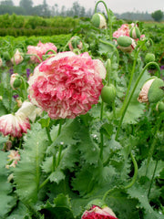 Load image into Gallery viewer, Poppy, Peony, 'Flemish Antique'