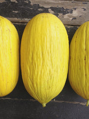 Load image into Gallery viewer, Melon, 'Giallo d'Inverno'