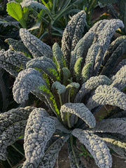 Load image into Gallery viewer, Kale, 'Lapo' (Lacinato, Nero di Toscana)
