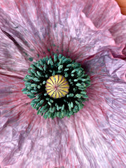 Load image into Gallery viewer, Poppy, Shirley 'Mother of Pearl'