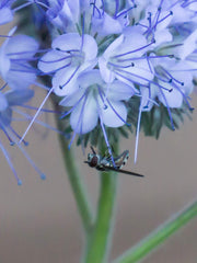 Load image into Gallery viewer, Phacelia, 'Bee's Friend'