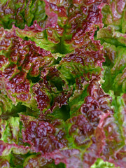 Load image into Gallery viewer, Lettuce, 'Royal Red'