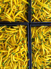 Load image into Gallery viewer, Hot Pepper, 'Sarit Gat'