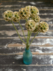 Load image into Gallery viewer, Scabiosa, 'Sternkugel'