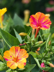 Load image into Gallery viewer, Four O'Clocks, 'Strega'