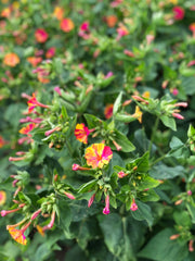 Load image into Gallery viewer, Four O'Clocks, 'Strega'