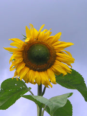 Load image into Gallery viewer, Sunflower 'Tarahumara'