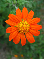 Load image into Gallery viewer, Sunflower, Mexican, 'Torch'