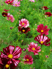 Load image into Gallery viewer, Cosmos, 'Velouette'