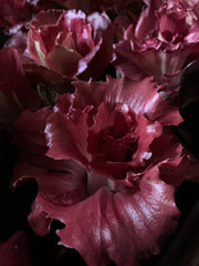 Load image into Gallery viewer, Radicchio (Goriziana), 'Voglia'