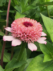 Load image into Gallery viewer, Zinnia, 'Zinderella Lilac'