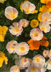 Poppy, California, 'California Mix'