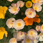 Load image into Gallery viewer, Poppy, California, &#39;California Mix&#39;
