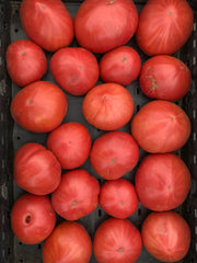Load image into Gallery viewer, Tomato, 'Cuore Antico di Acqui Terme'
