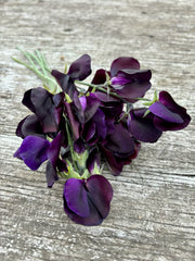 Load image into Gallery viewer, Sweet Pea, &#39;Almost Black&#39;
